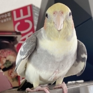 一歳のおすのオカメインコが逃げてしまいました