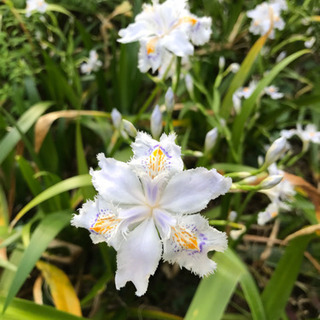 【あげます】シャガ 株分け