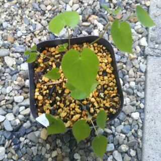 常緑イカリソウ 白花10cm 硬質ポット苗(4/19受け渡し完了)