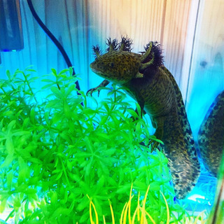 ウーパールーパーマーブル♂♀
