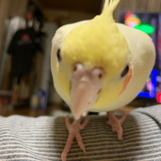 指がないオカメインコ