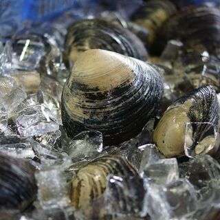北海道の海で働きませんか？漁協職員募集！の画像