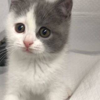 ﾌﾞﾘﾃｨｯｼｭショートヘア　子猫　本文をよくご覧下さいませ。 ...