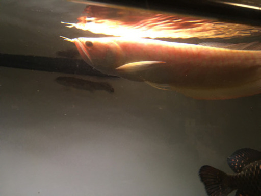 熱帯魚　古代魚