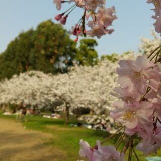 小学生のシンママ、シンパパさん♪