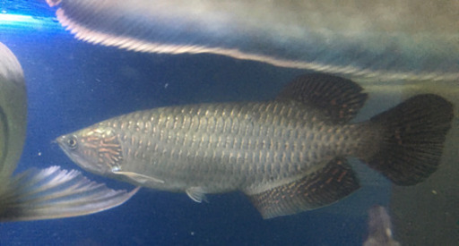 熱帯魚ノーザンバラムンディ　引き取り早い方値下げします