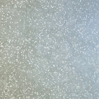 ゾウリムシ　培養品　　ペットボトル500mlの画像