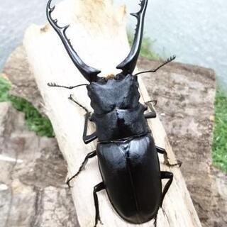 ギラファノコギリクワガタ 1♂2♀セットの画像