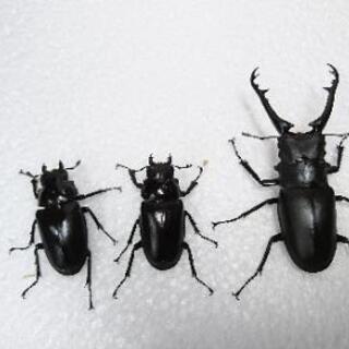 ギラファノコギリクワガタ 1♂2♀セットの画像