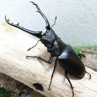 ギラファノコギリクワガタ 1♂2♀セットの画像