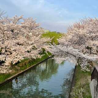 花見🌸イベント開催!!一緒に桜の下で軽く飲食をしながら、楽しみま...