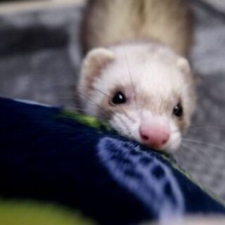 フェレット友達募集 近所の方◎