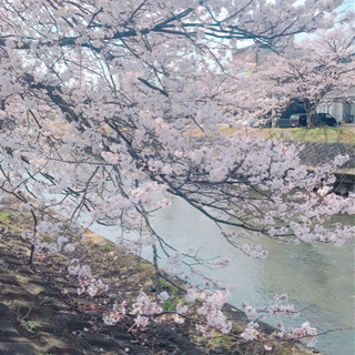 善光寺周辺　花見散歩