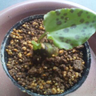 Drimiopsis maculata（小苗）レア 球根植物 ド...