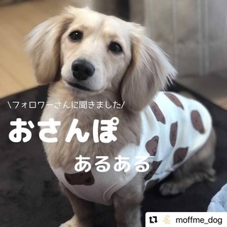 ワンコ友達募集中⭐︎神奈川or東京都内