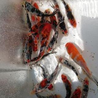 【錦鯉】稚魚☆無選別 5匹 柄あり