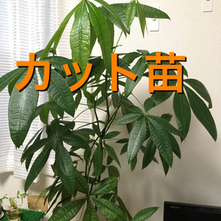 パキラ カット苗 挿木 観葉植物
