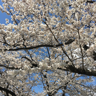 【4/3お昼※急募※】桜並木を歩こう(*´∀`*) - 仙台市