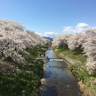 【4/3お昼※急募※】桜並木を歩こう(*´∀`*) - その他