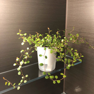 観葉植物　ワイヤープランツ　無印良品の底面給水鉢