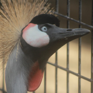 野生、野鳥、動物園、水族館で写真とる - その他