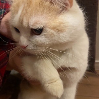 スコティッシュオス