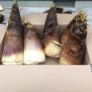 朝採れたて、たけのこ10kg、物々交換も可能