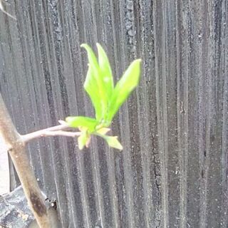 販売中　開花確認　ろうやがき　老鴉柿　雄木　約50センチ　5年物　受粉樹に　ミニ盆栽の画像
