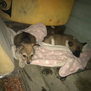 募集ストップします、感謝致します。 - 犬