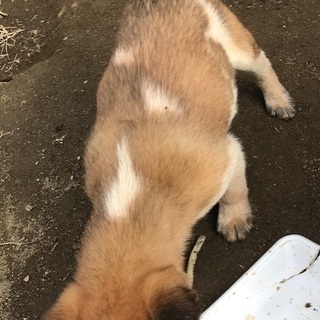 募集ストップします、感謝致します。 − 埼玉県