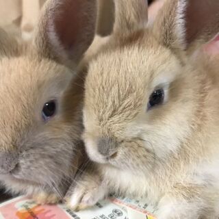 可愛いウサギちゃんです。