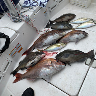 本日の釣魚　マダイ　メジナの画像