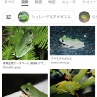 アマミアオアマガエル オタマジャクシ