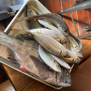 海釣り仲間探しております ♪