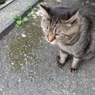 グルメンバー募集