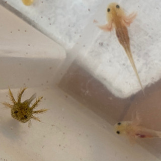 ウーパールーパー3センチ 里親募集