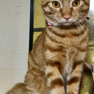茶トラの雄猫を探しています　【解決しました】