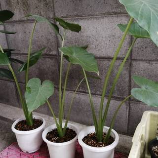 観葉植物　クワズイモ　2年若苗