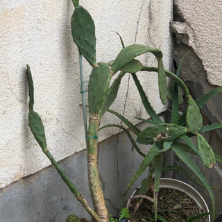 植木各種の画像