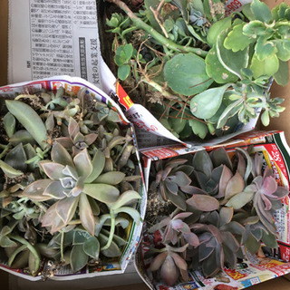 🍀多肉植物3種類・③名サマに。の画像