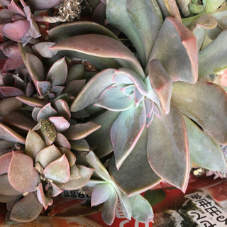 🍀多肉植物3種類・③名サマに。の画像