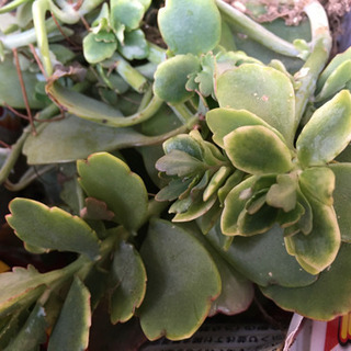 🍀多肉植物3種類・③名サマに。の画像