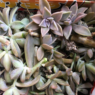🍀多肉植物3種類・③名サマに。の画像