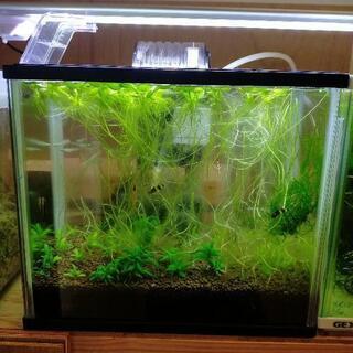 水槽 熱帯魚 セット 【現状引渡し・引取り限定】