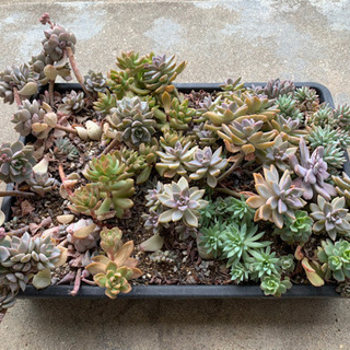 決まりました　多肉植物　　の画像