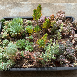 決まりました　多肉植物の画像