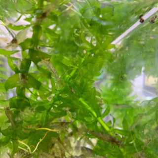 大人気につき、ミナミヌマエビ300匹販売　再開❗️３セット追加⭐️