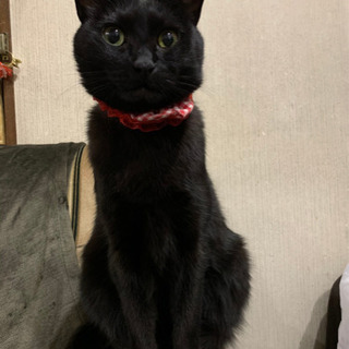 迷い猫