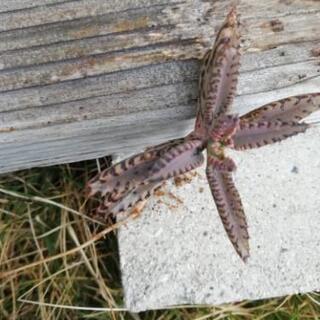 多肉　不死鳥の画像