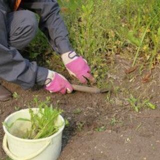 【30分草むしりするだけ1200円】時間帯自由☆日時自由☆面接な...